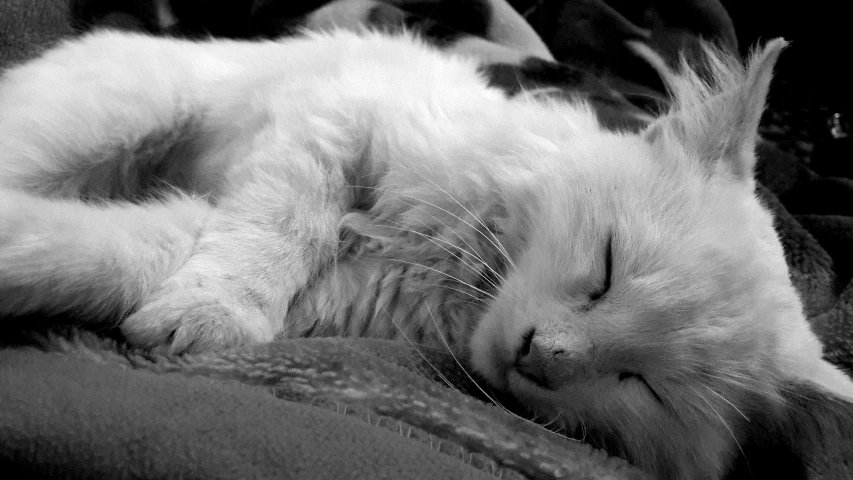 a black and white po of a sleeping cat