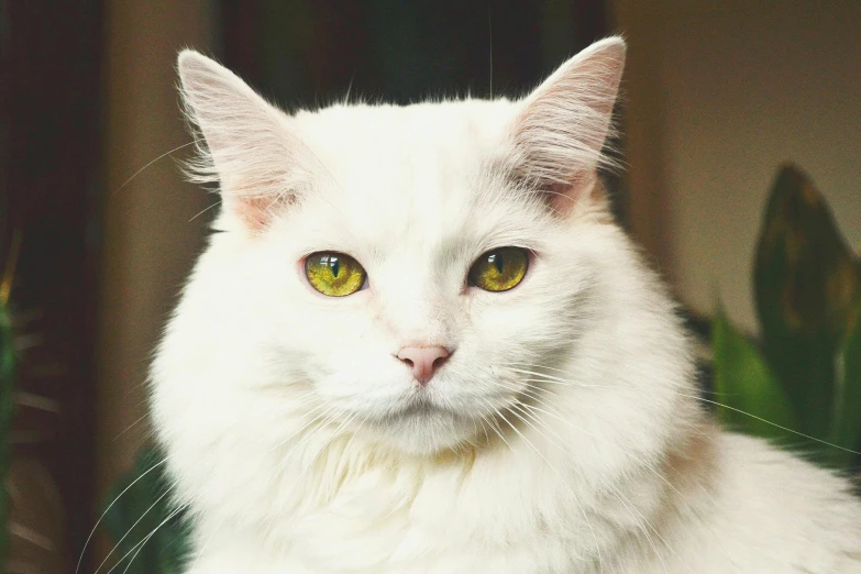 a cat with green eyes staring ahead
