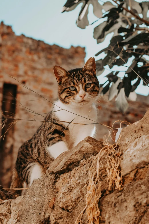 a cat sitting on top of a stone wall near a tree