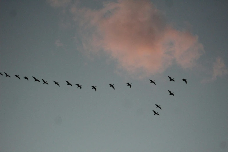 a flock of birds flying in the sky