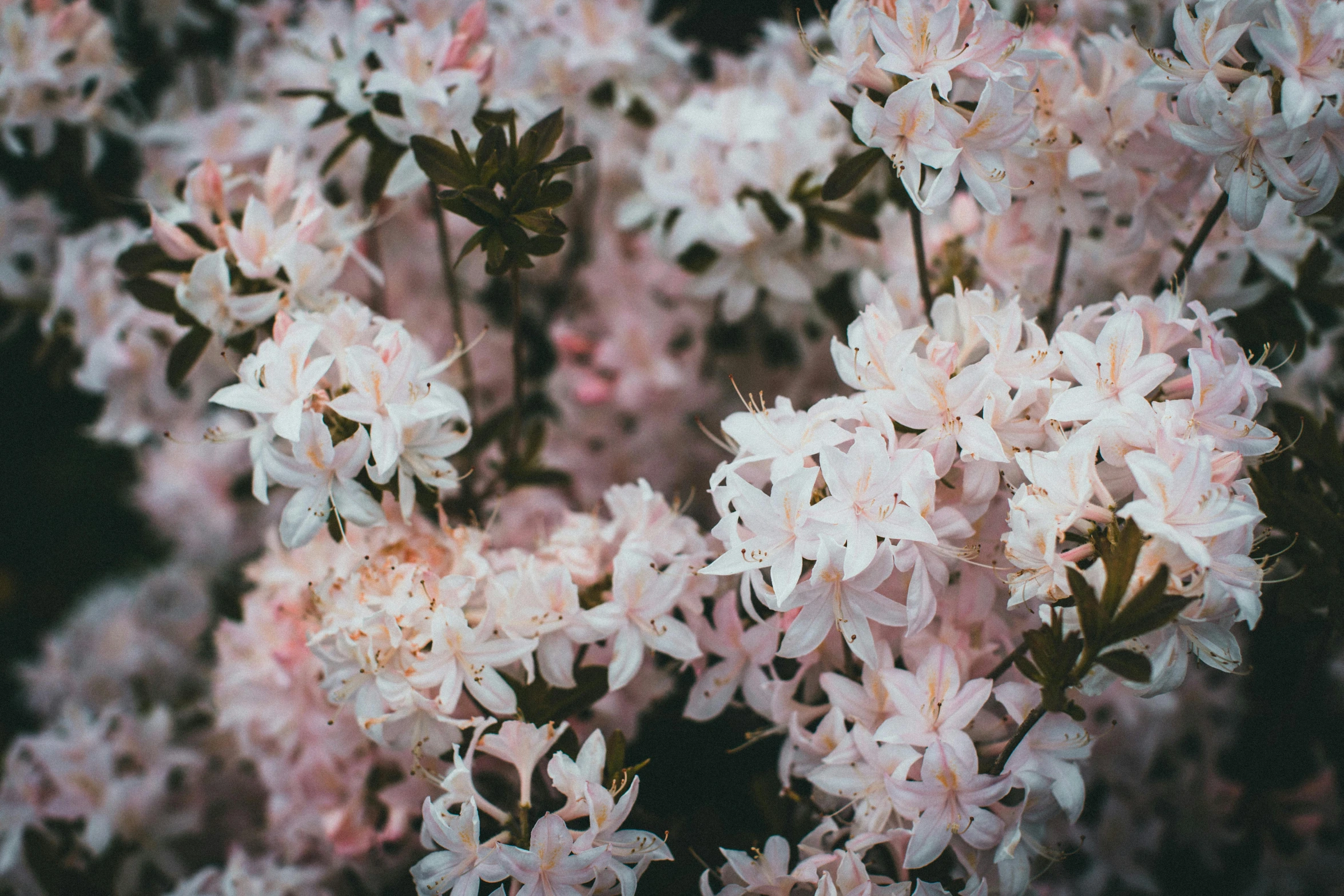 pink flowers that are growing together