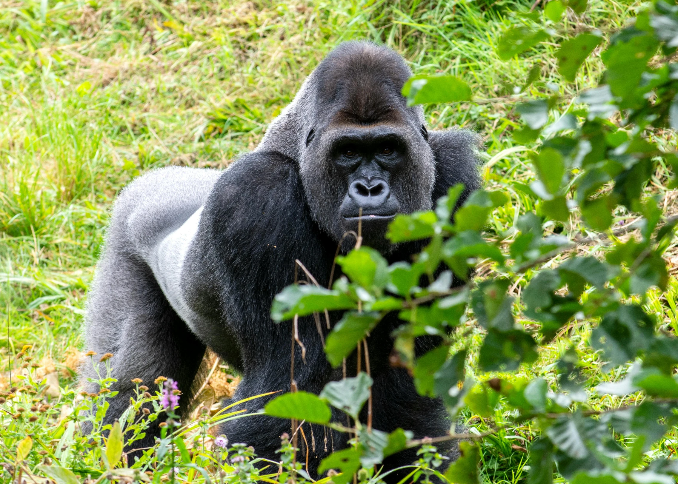 a gorilla standing in the middle of the forest