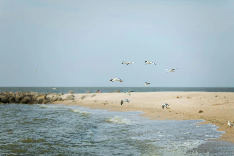 several birds flying above the ocean on a beach