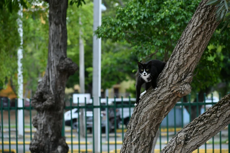 black cat in tree with street in background