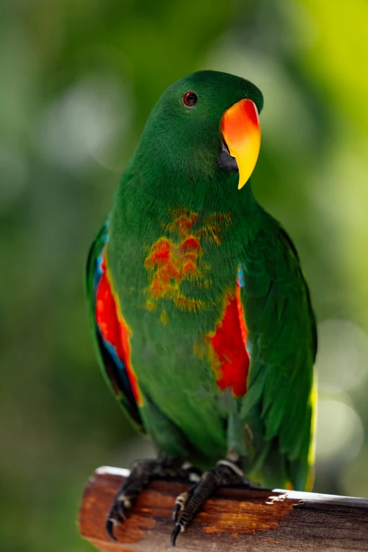 a green parrot is perched on top of a tree nch