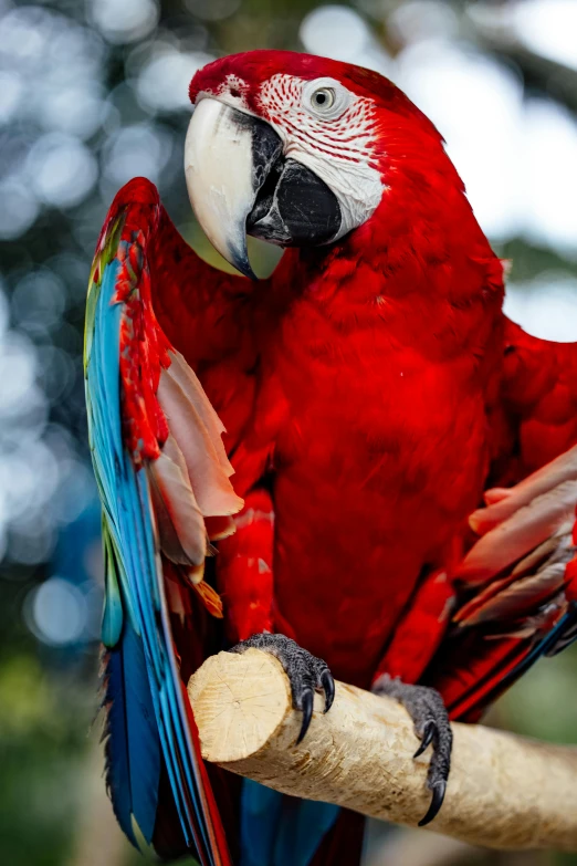 a close up of a red parrot sitting on top of a tree nch