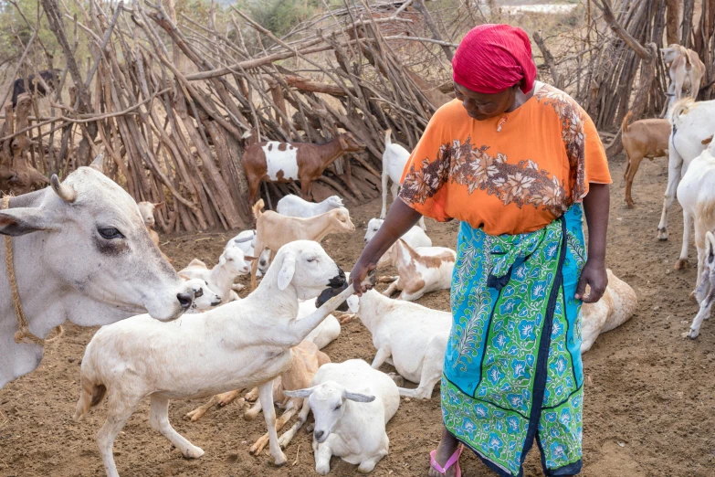 a woman is walking with goats in her village