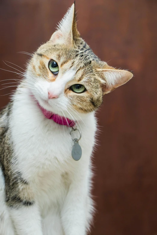 a grey and white cat is staring upward