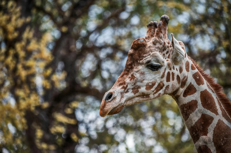 the neck of a giraffe with trees behind it