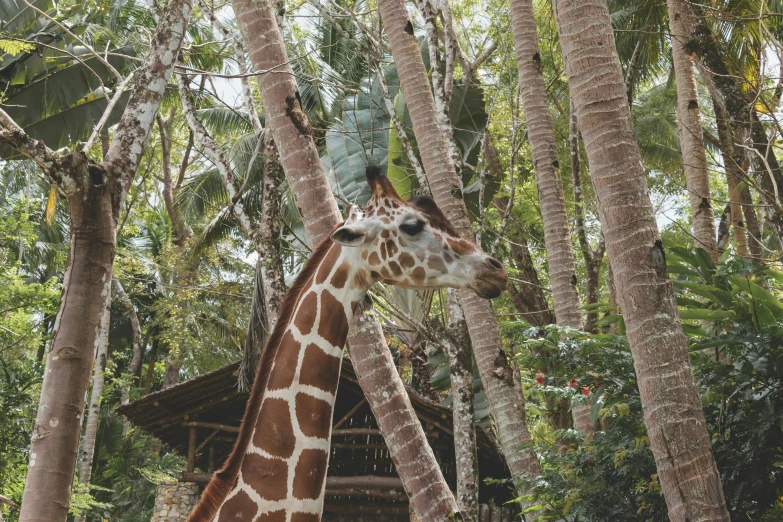 an adult giraffe looks in the distance while leaning his head against some trees