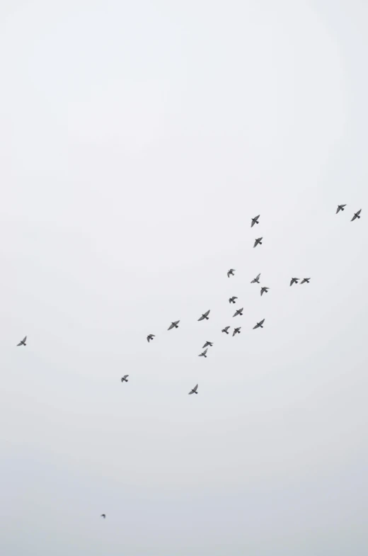 there are many birds that are flying in the sky