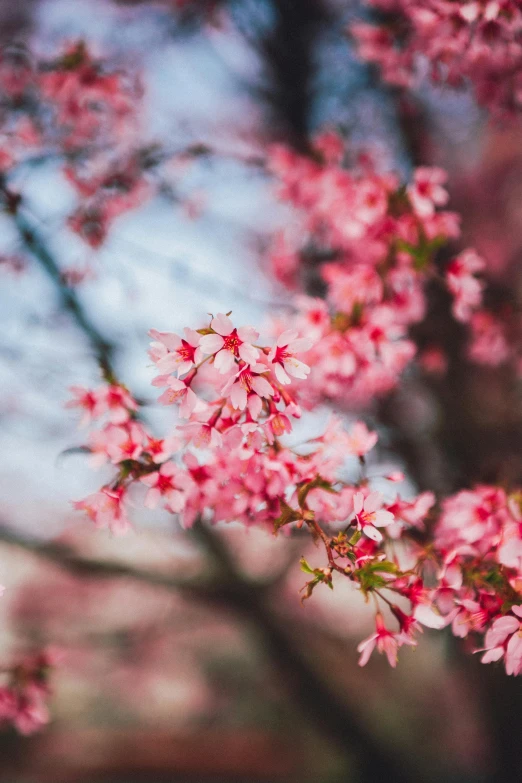 pink flowers grow up close in the wind