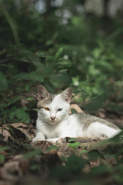 a cat laying down in some leaves