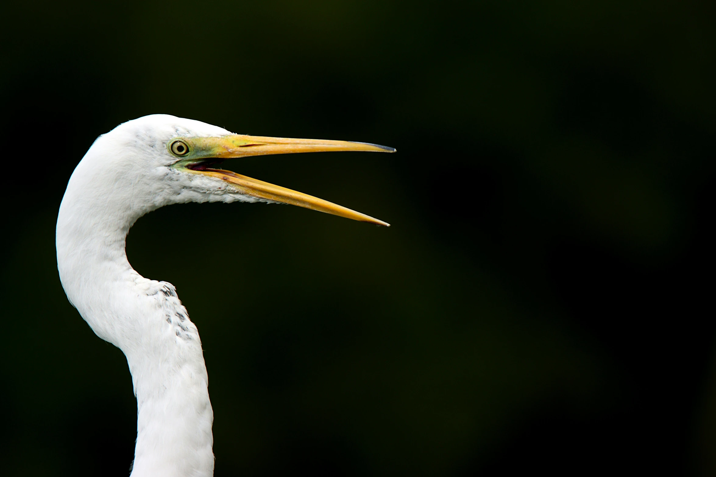 a close up po of a white bird