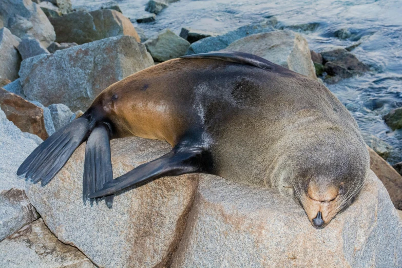 a seal lying on a large rock with its head against another one