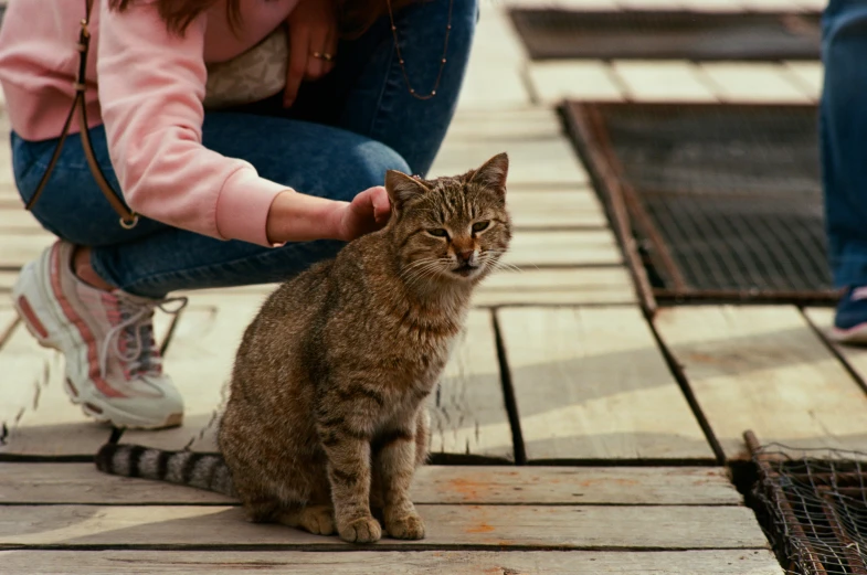 a cat sits on a wood floor as a woman pets her