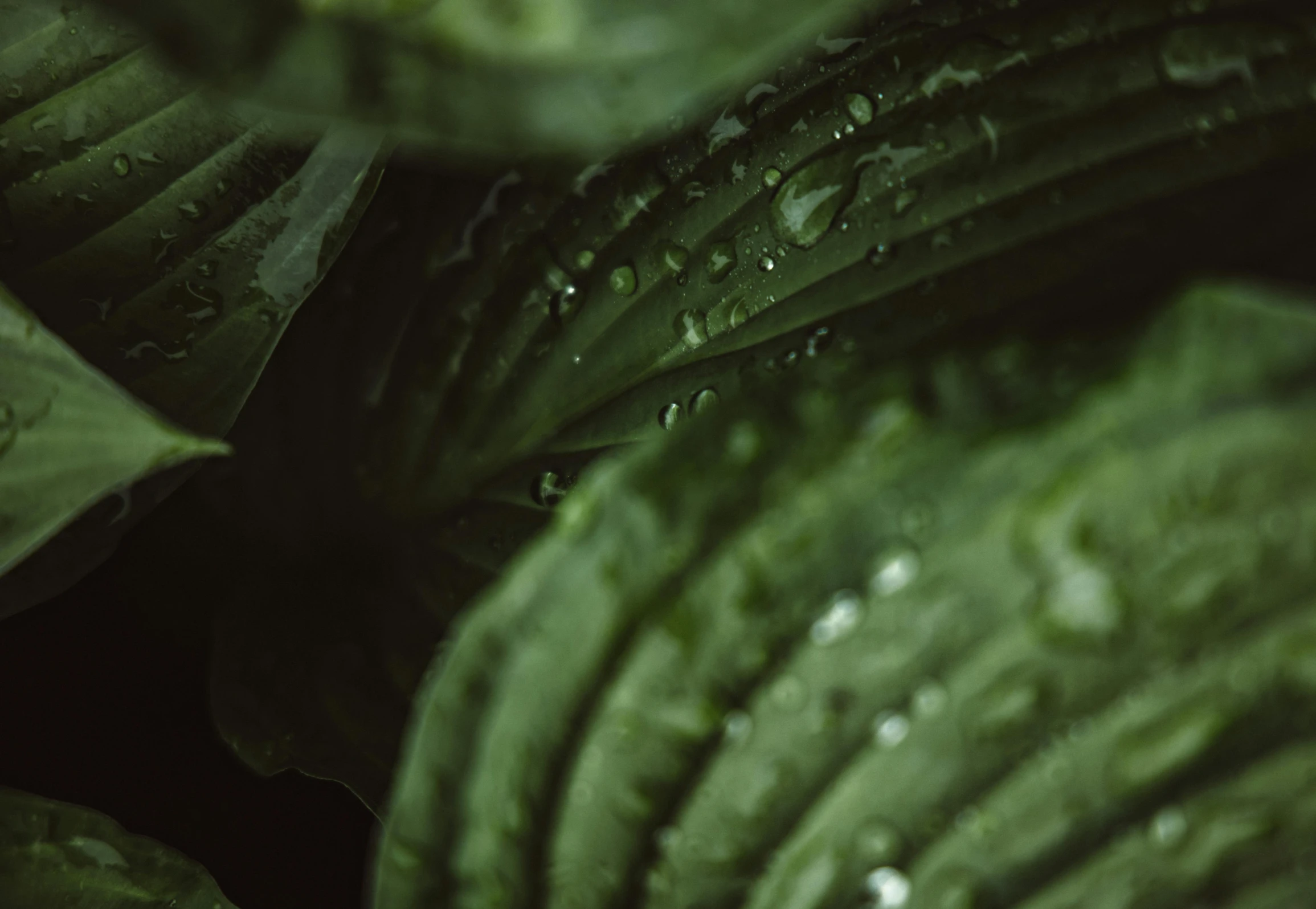 a close up view of some leaves with raindrops