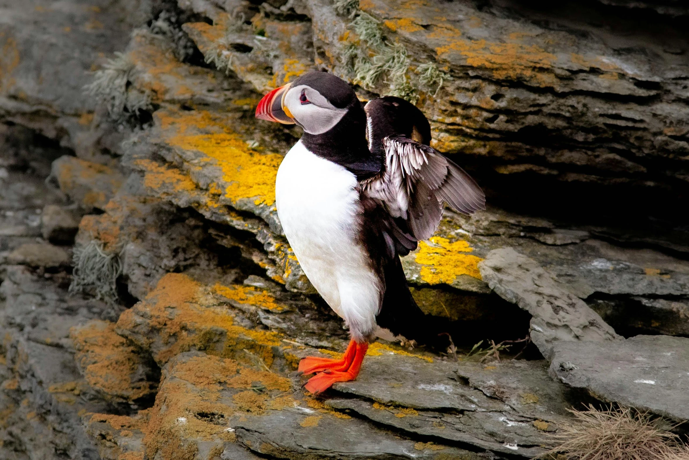 a bird standing on top of a rocky hillside