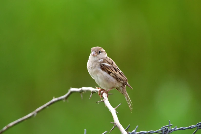 a small brown bird perched on top of a nch