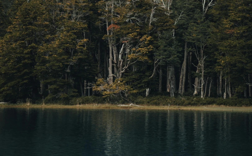 trees on the side of the lake in the fall