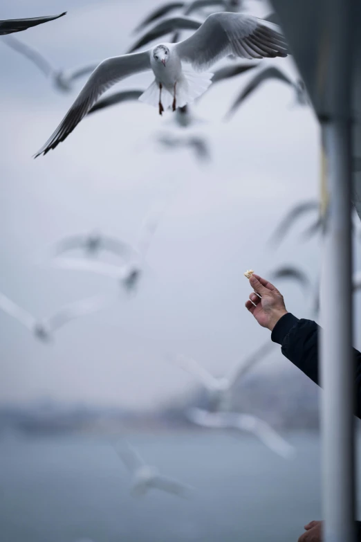 a person reaching up to feed some seagulls