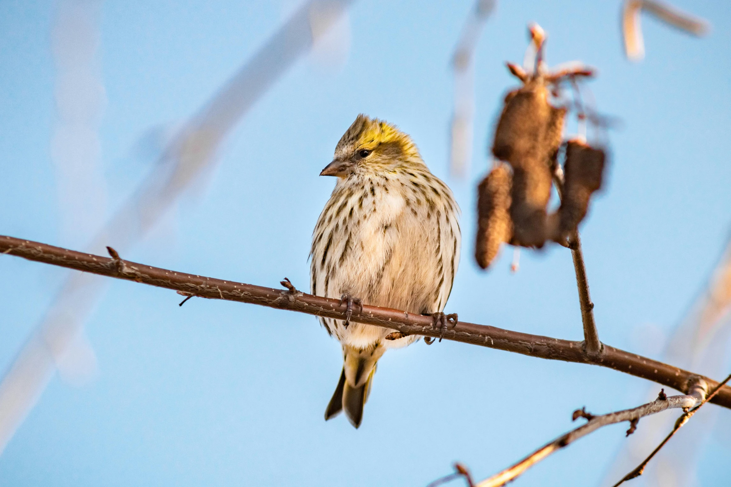 the bird has a yellow head sitting on a nch