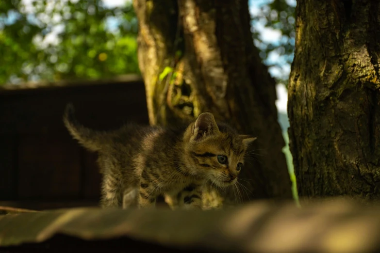 the small kitten is on the ground near the tree