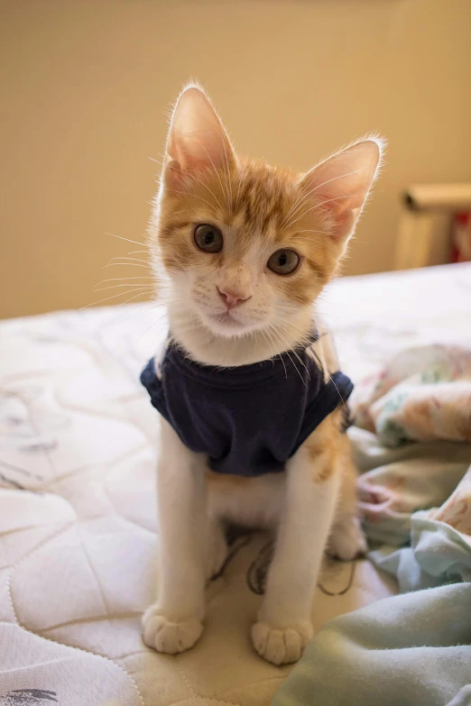 small cat sitting on the bed looking at the camera