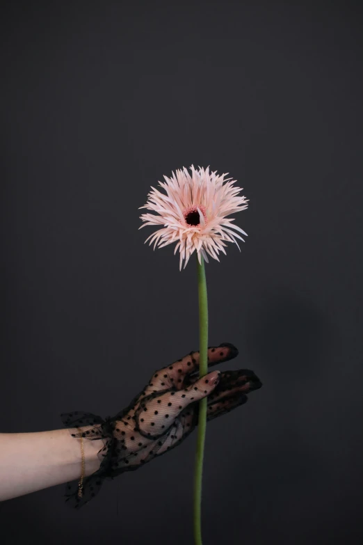 a person is holding a small pink flower