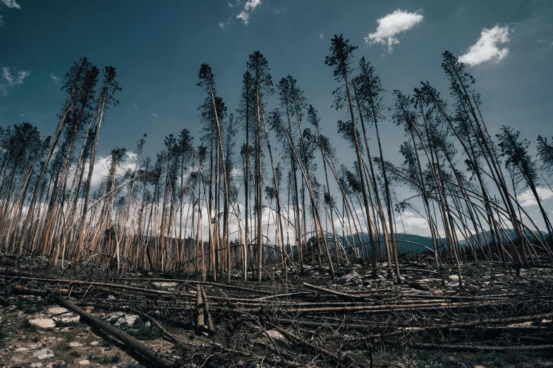 a few rows of trees that have not yet cut