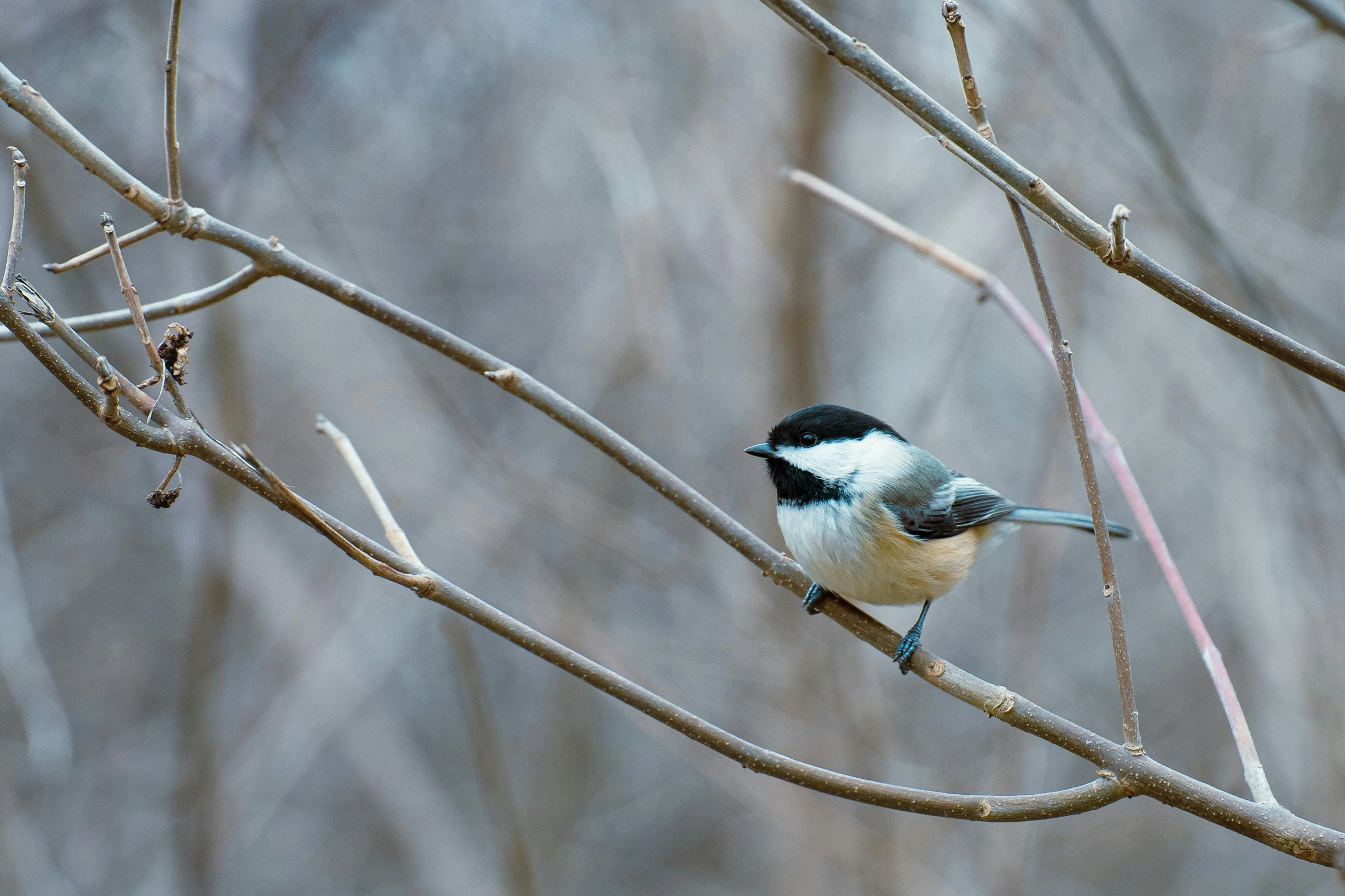 the black and white bird is perched on the tree limb