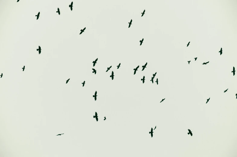 a flock of birds flying in the sky