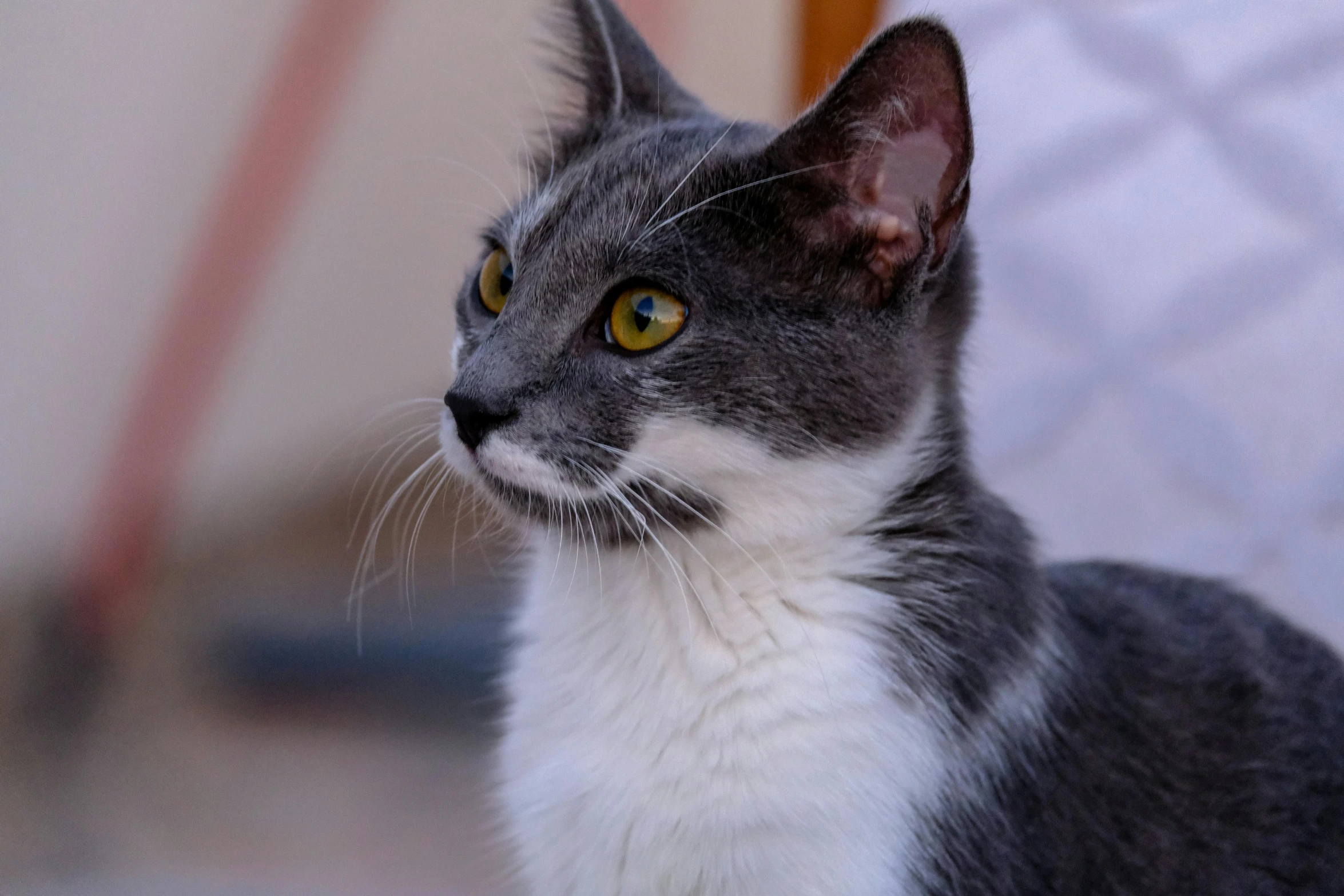 close up of grey and white cat staring away from camera