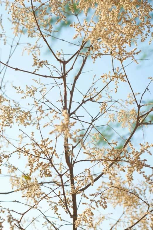 a yellow and brown tree with yellow flowers