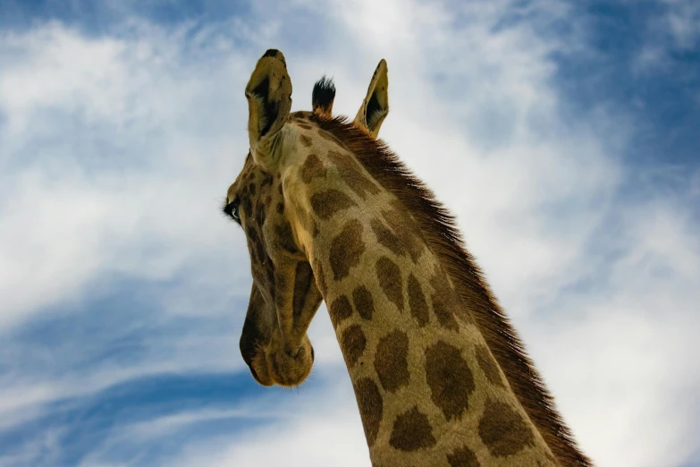 a close up view of the head and neck of a giraffe