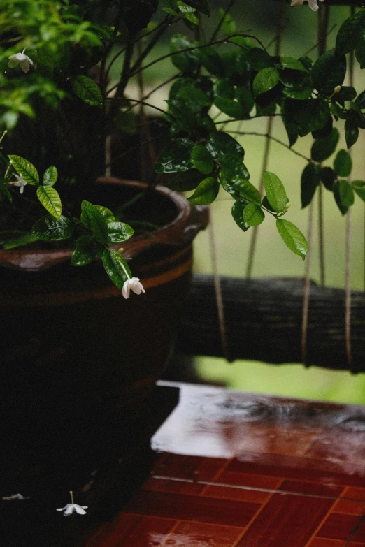 the plants are in pots on the floor