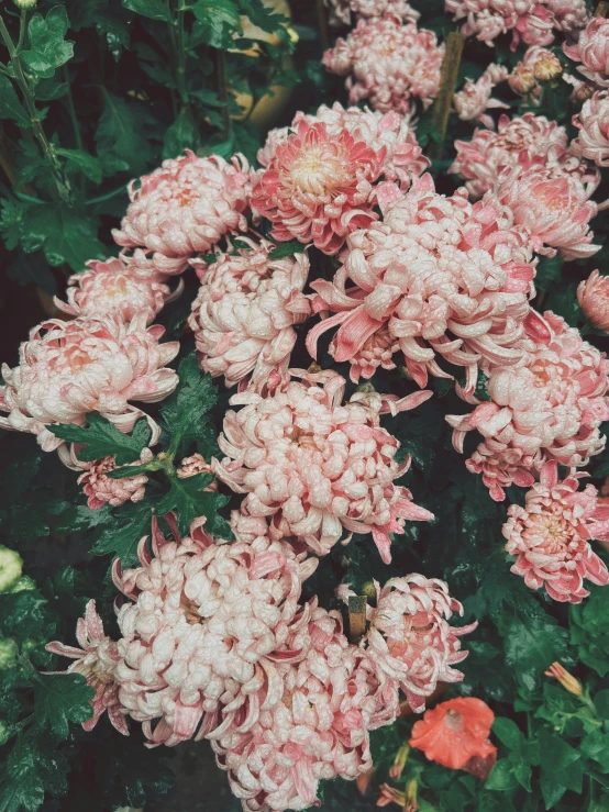 several pink flowers in the middle of green leaves