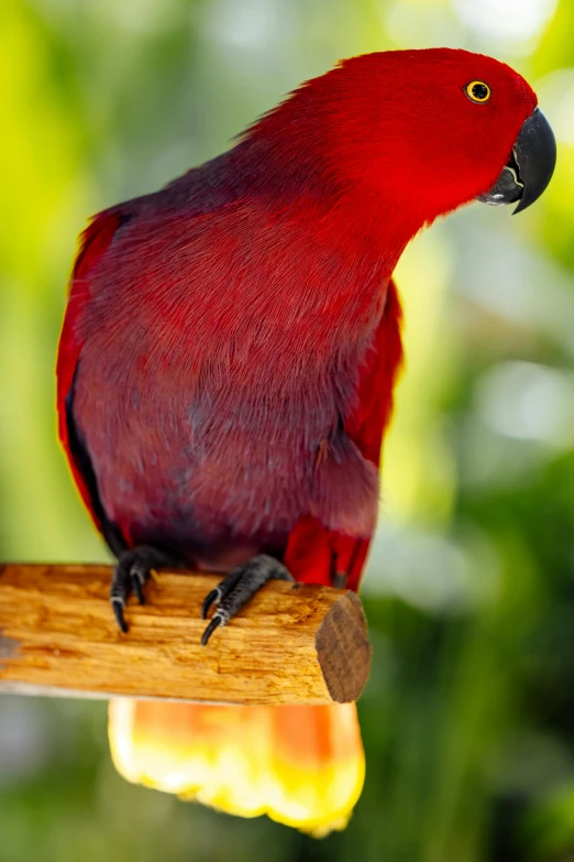 a red parrot perched on a nch near the camera