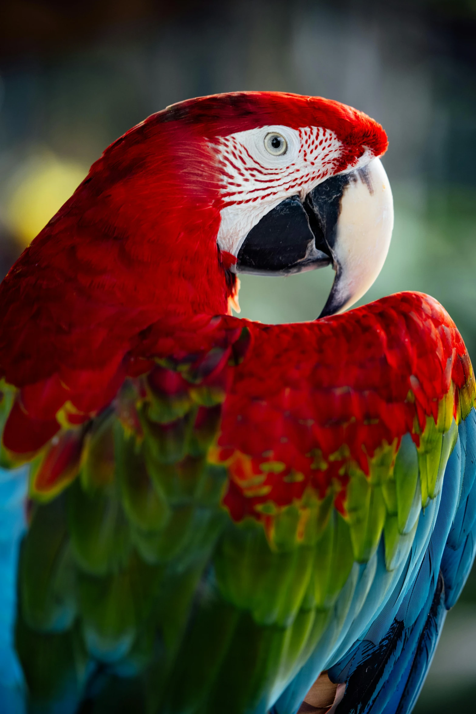 the large colorful bird is sitting on its perch