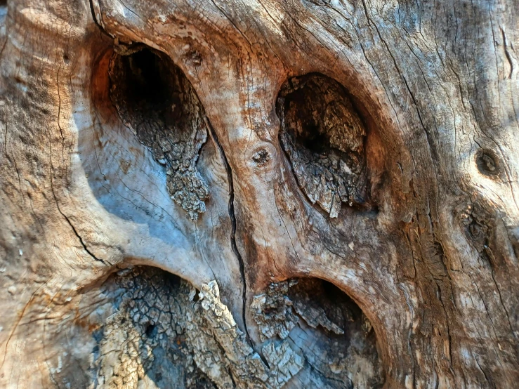 a close up of the skin of a wood tree