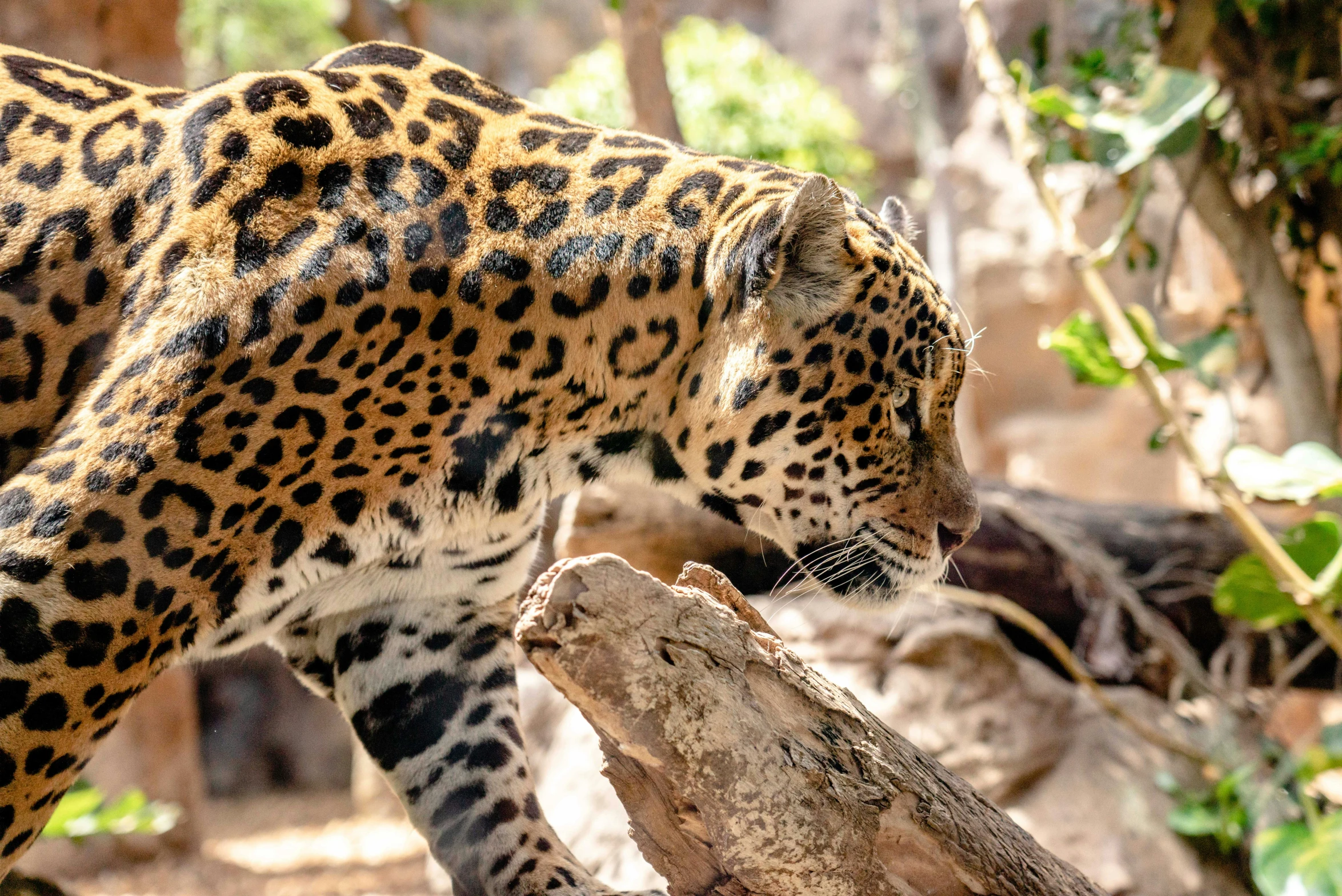 a large spotted animal walking across a tree trunk