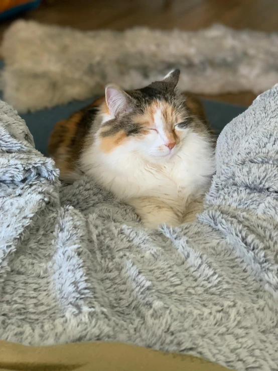 an orange, gray and white cat lays on a blanket