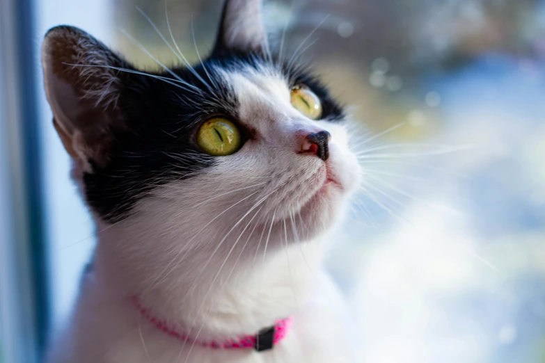 a close up of a cat near a window