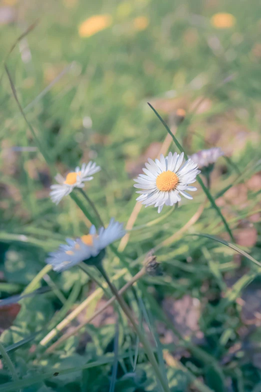 the daisies were on the green grass of a field