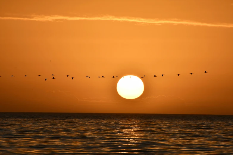 there is a flock of birds flying across the sky at sunset