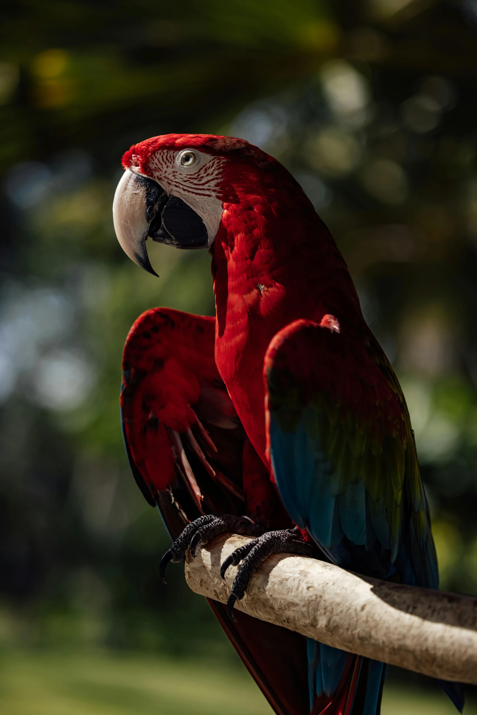 the parrot is perched on a nch looking at soing