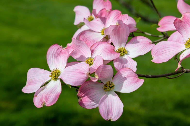 large pink flowers blooming on a green tree