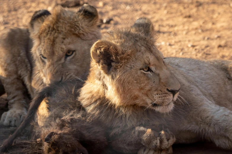 two adult lions laying on the ground with their noses on each other