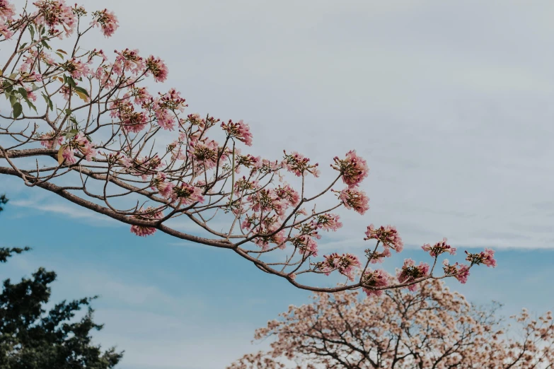 a pink flowered nch with tiny pink flowers