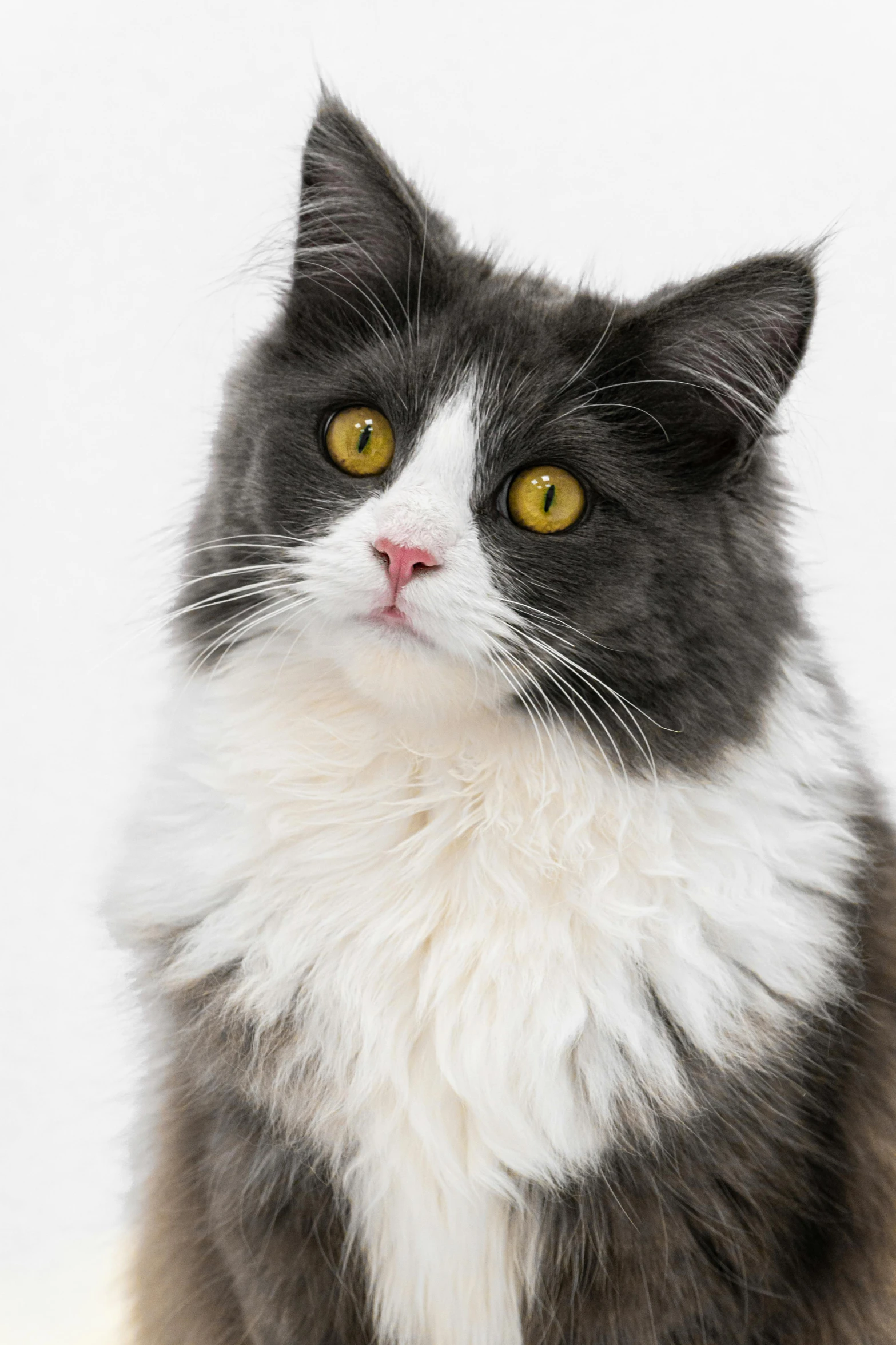 an adult gray and white cat looking upward with yellow eyes